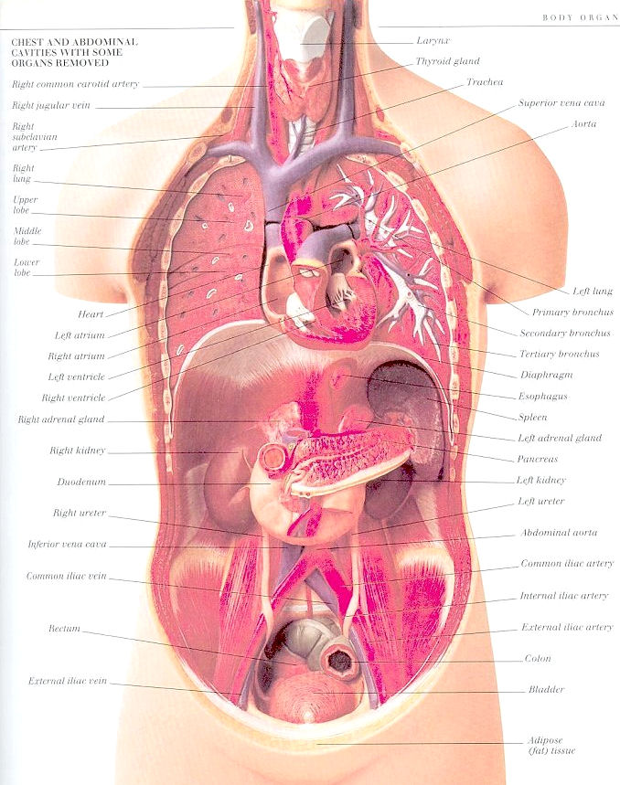 Anatomy Of Thorax