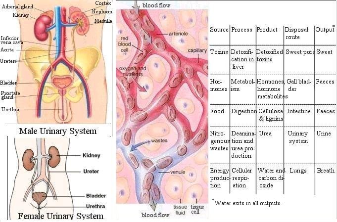 excretory system in humans. Excretory