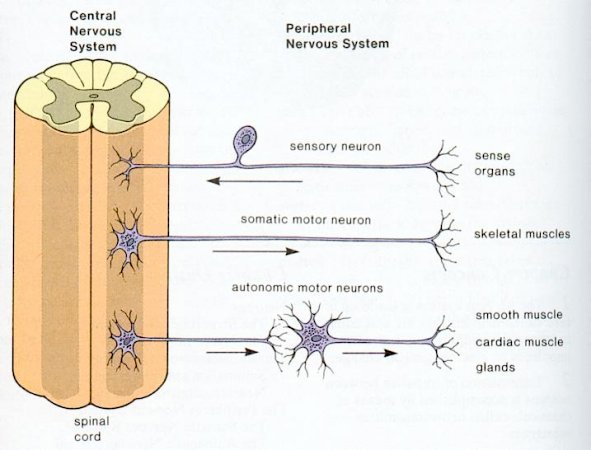 Figure 04b CNS and PNS [view large image]
