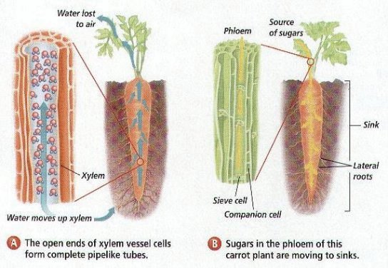 Xylem conducts water and