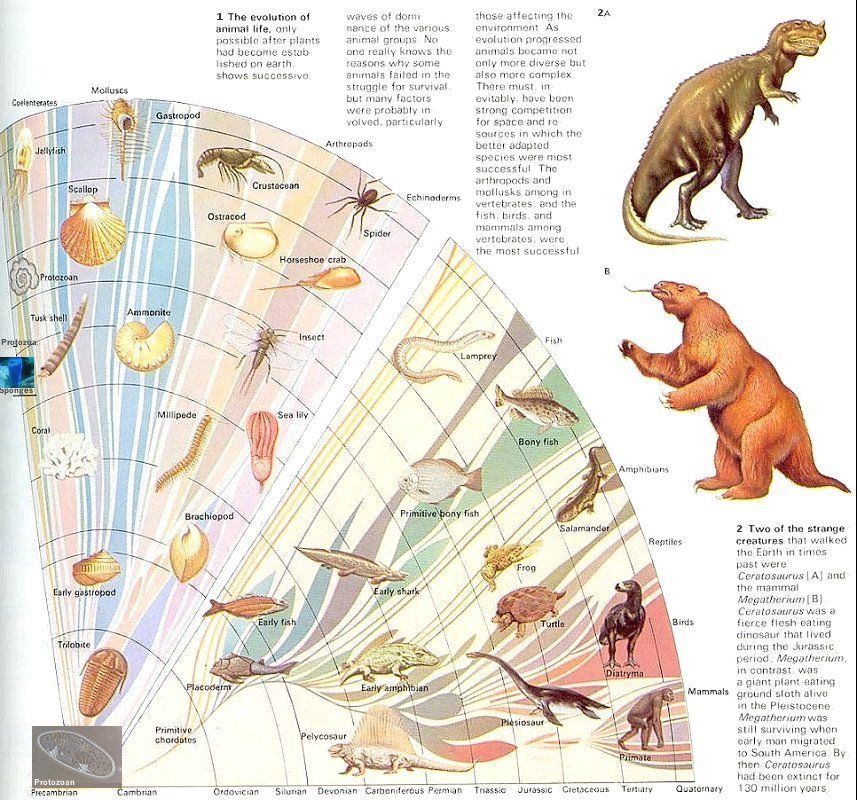 Charles Darwin Evolution Chart