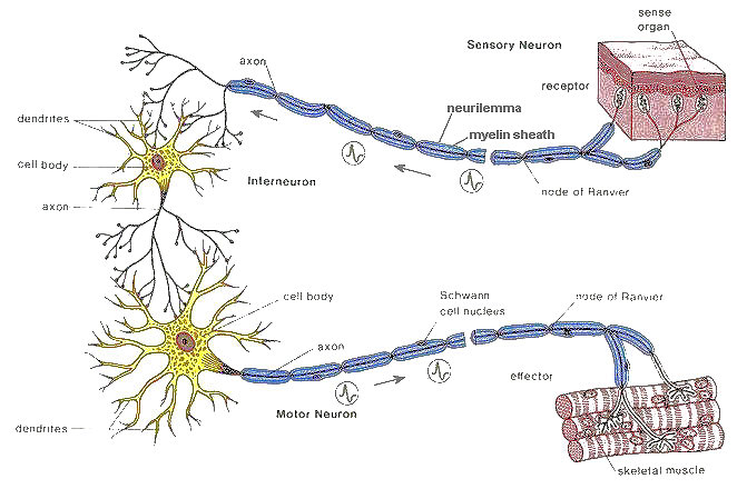 nerve impulse pathway