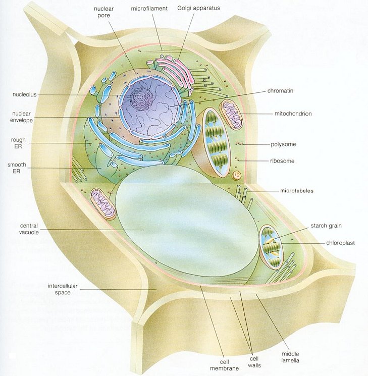 Here are links for plant cell