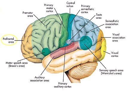 frontal lobe brain