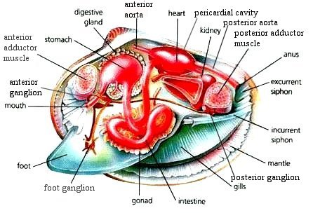 clam dissection pictures
