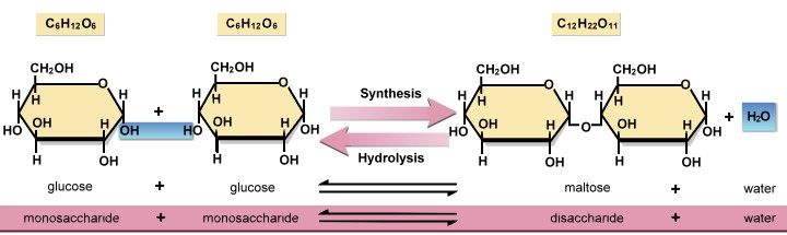 What Do The Process Of Dehydration Synthesis And Hydrolysis Do
