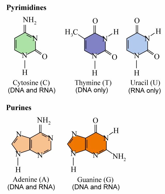 Dna Transcription Animation. DNA or deoxyribonucleic acid