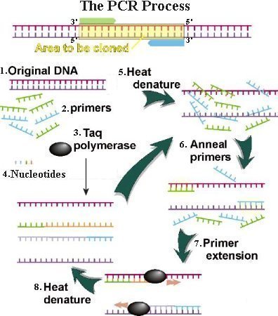 Pcr Phases