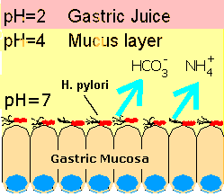 Gastric Acid