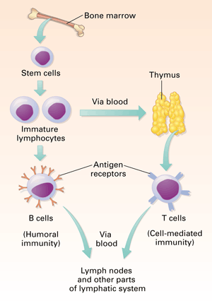 T and B Cells