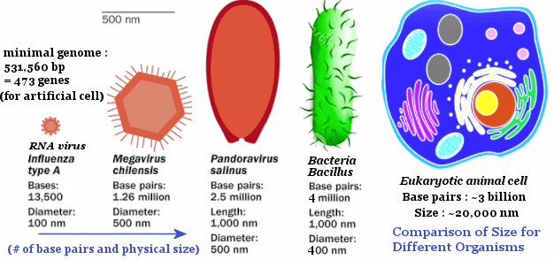 Size of Organisms
