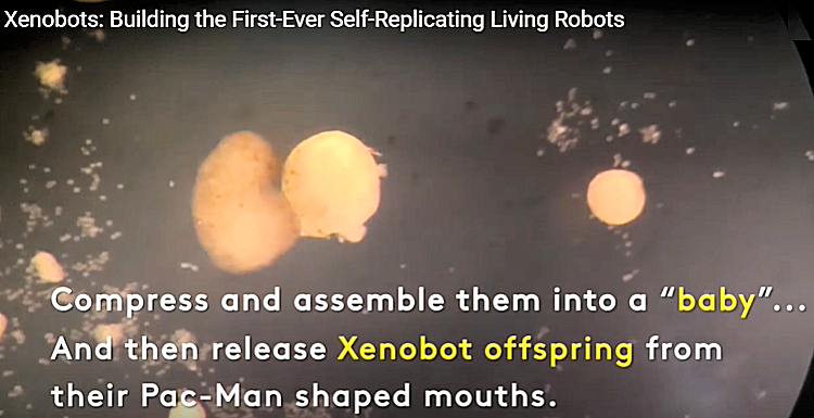 Xenobot, Replcation