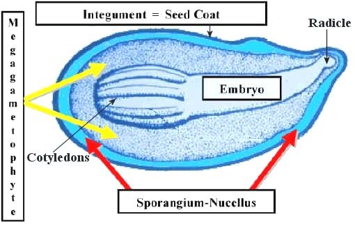 Diagram Of A Pine Mature Embryo
