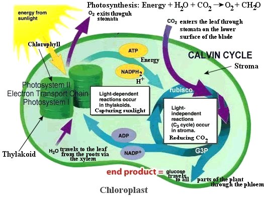 what is photosynthesis in plants
