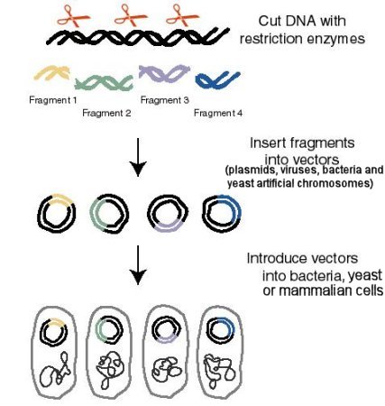 DNA Cloning