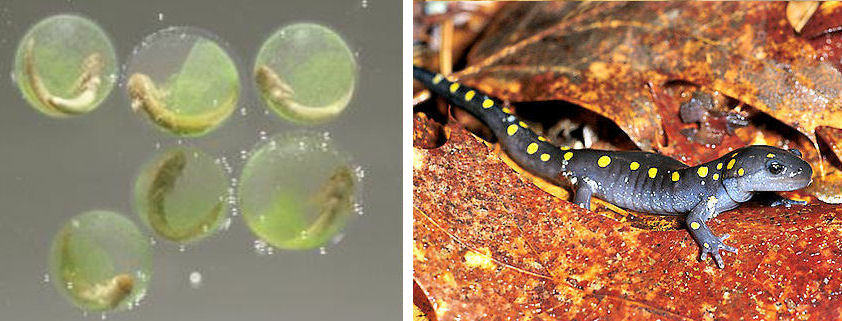 Salamander Embryos