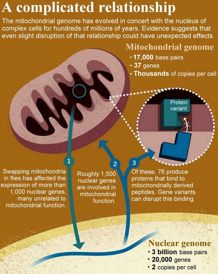 Mitochondrial Replacement