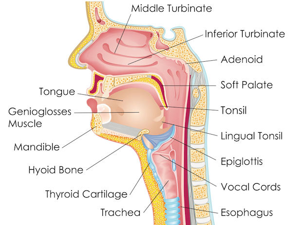 Anatomy Throat 30