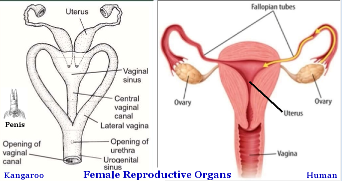 Reproductive Organs