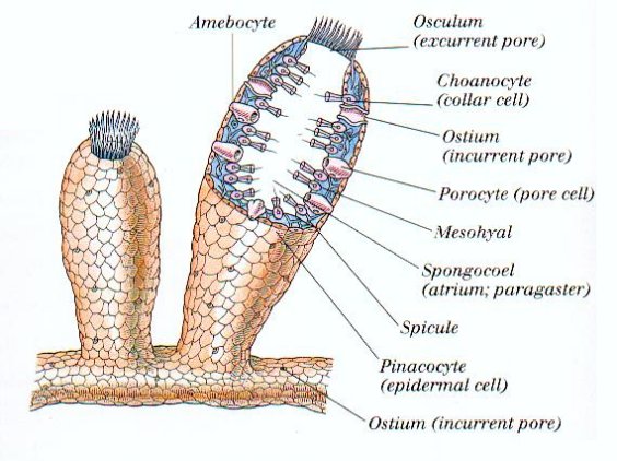 Sponge Anatomy