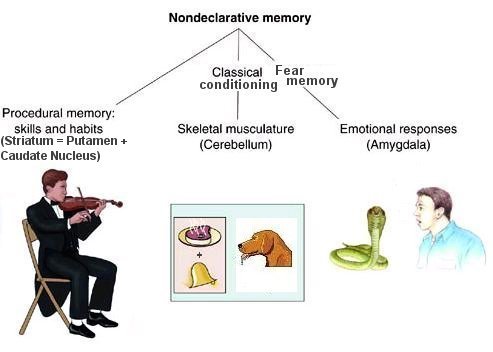 Nondeclarative Memory