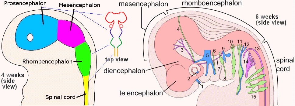 Embryo Brain