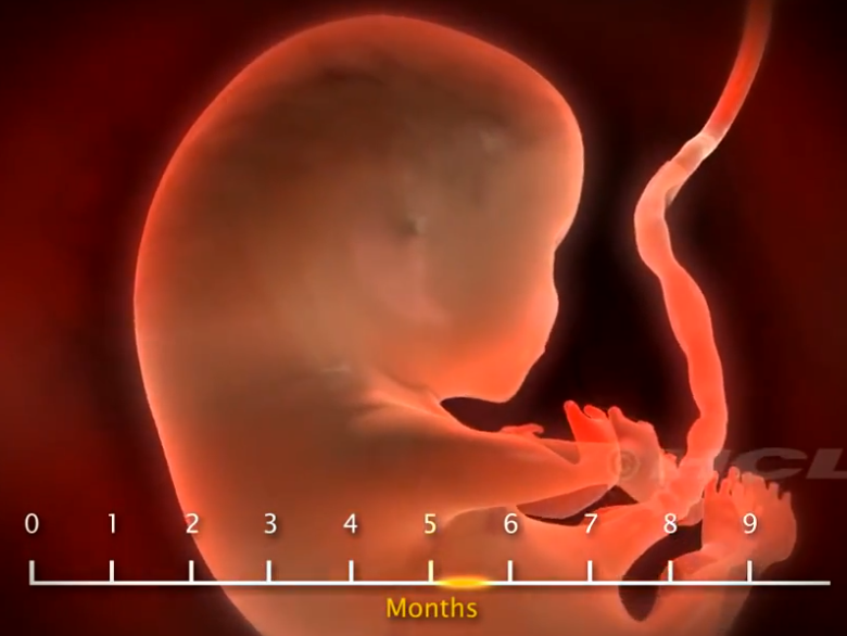 General Embryo Development