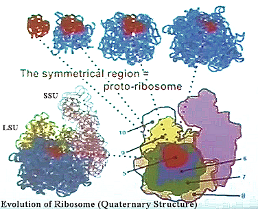 Evolution of Ribosome