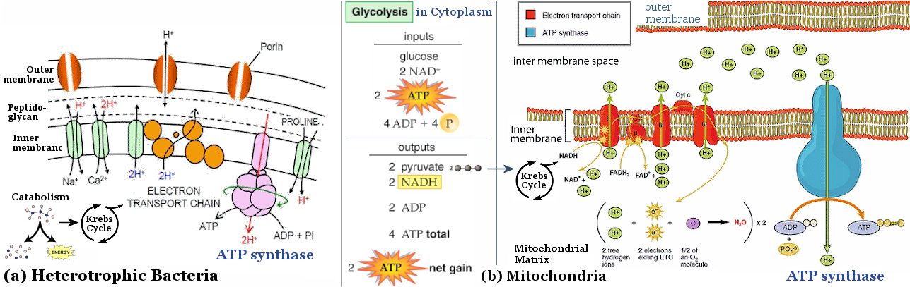ATP Generation by Glucose