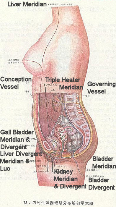 ~Acu-organs-side&down